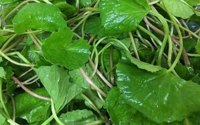 Top 10 Cách Trị Mụn Bằng Rau Má Hiệu Quả Không Phải Ai Cũng Biết 2 Truoc khi su dung can rua rau ma that sach