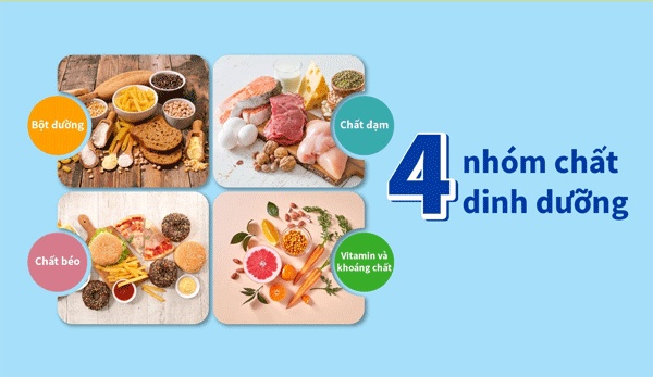 Thuốc tăng cân Kentai NEW Weight Gain Advance Milk Chocolate Có Tốt Không 11 4 nhóm chất thiết yếu cho cơ thể người