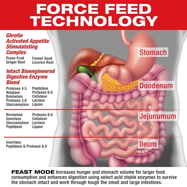 Tăng tiết hormone đói ghrelin kích thích sự thèm ăn