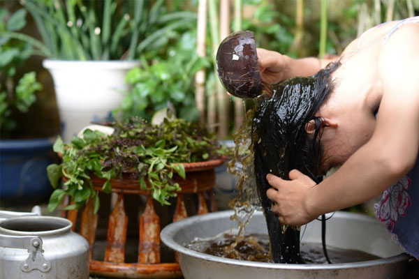 Cây bồ kết có tác dụng trị nấm da đầu và giúp tóc bóng mượt, chắc khỏe.