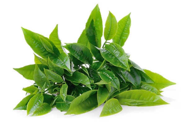 Chữa viêm da dị ứng bằng thuốc nam không thể không kể đến lá chè xanh