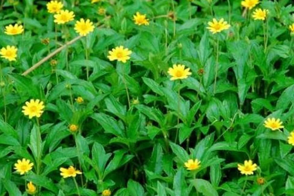 Tắm nước lá sài đất sẽ giúp làm dịu cơn ngứa và giúp các tổn thương trên da mau lành