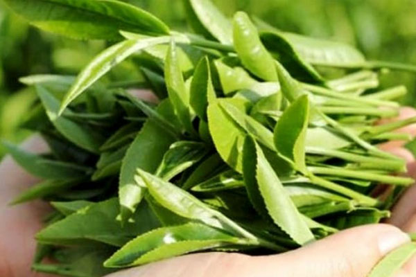 Lá chè xanh còn được dùng để chữa bệnh rất hiệu quả