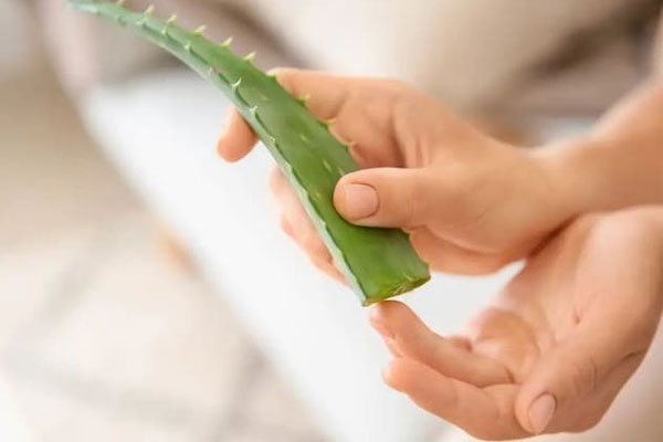 Chữa viêm da tiết bã bằng nha đam khá hiệu quả