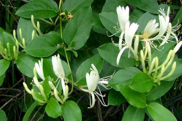 Vảy Nến Thể Giọt: Nguyên Nhân, Cách Điều Trị Nhanh Khỏi 2023 8 Kim ngân hoa nguyên liệu chữa vảy nến hiệu quả