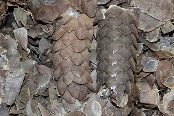 Dùng vảy trút chữa mề đay là phương pháp được lưu truyền từ lâu trong dân gian