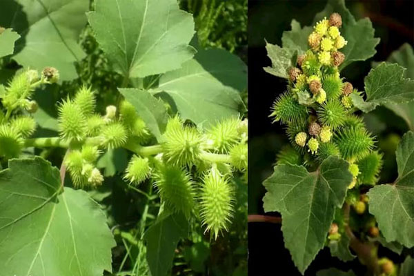 Ké đầu ngựa là một trong những bài thuốc chữa bệnh viêm da tiết bã rất an toàn và hiệu quả.