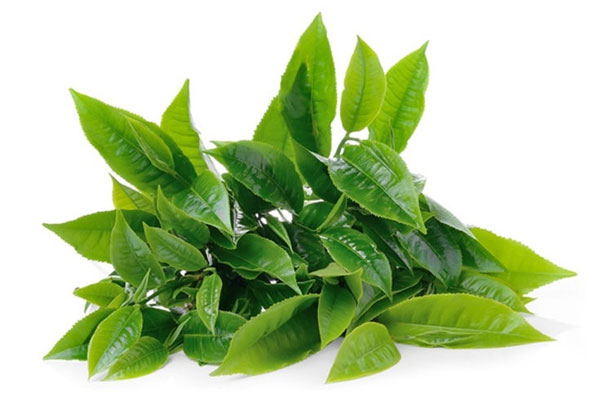 Dùng lá chè xanh chữa bệnh cũng là phương pháp được nhiều bác sĩ da liễu khuyên dùng