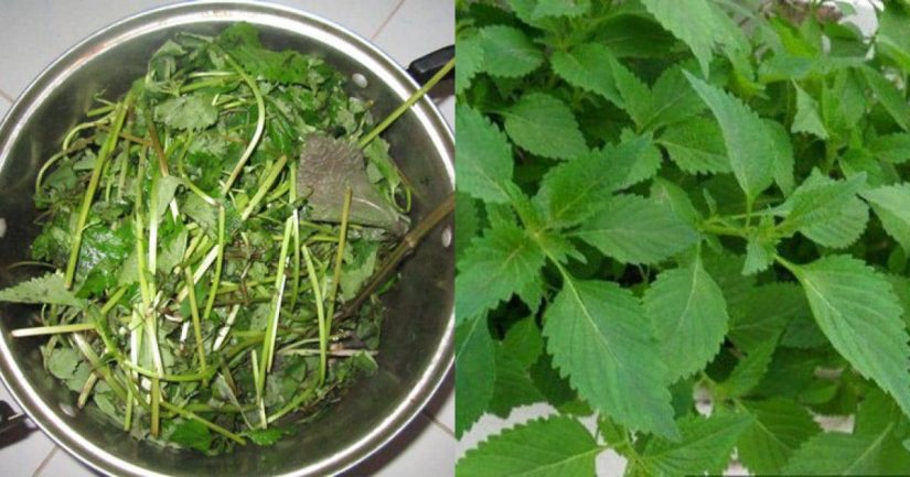 6 Cách Chữa Bệnh Chàm Bằng Thuốc Nam Hiệu Quả Bất Ngờ 4 Chọn các loại thảo mộc đơn giản để đun nước rửa mặt hàng ngày