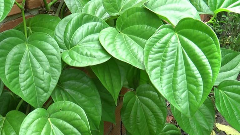 Dùng lá trầu không trị á sừng da đầu hiệu quả