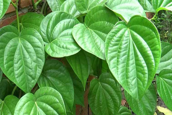 Sử dụng lá trầu không trong điều trị tại nhà
