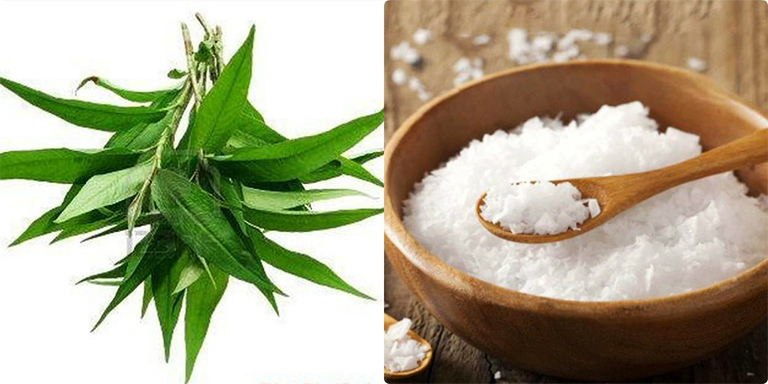 Kết hợp rau răm với muối hột để chữa bệnh