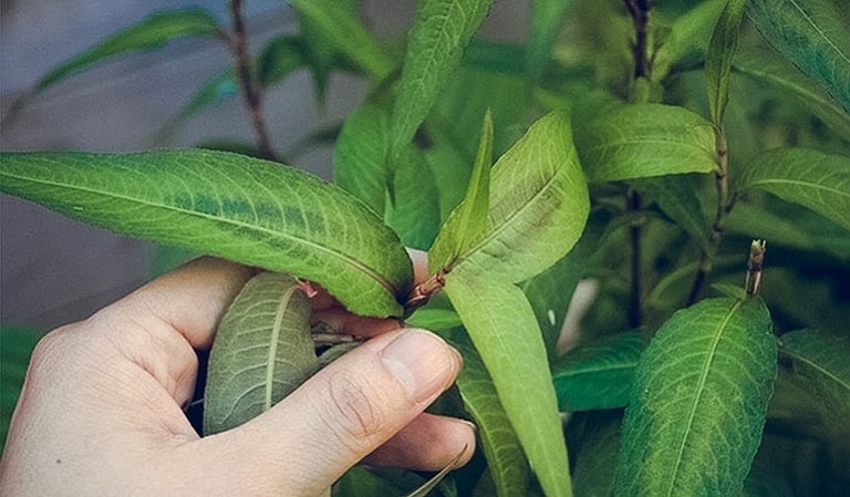 Dùng rau răm chữa tổ đỉa là một trong những mẹo dân gian rất hiệu quả