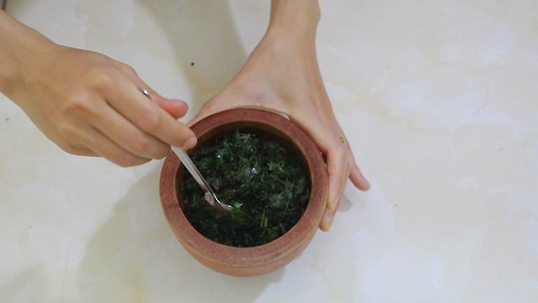 Chữa Tổ Đỉa Bằng Lá Bàng