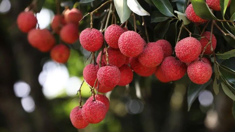 Bạn tuyệt đối không nên ăn vải thiều khi bụng đói
