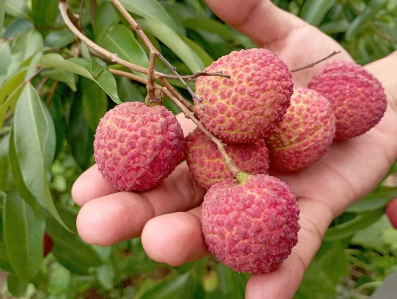 Bạn chỉ nên ăn khoảng 5-6 quả vải mỗi ngày