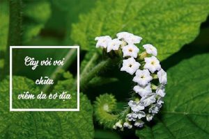 cay voi voi chua viem da co dia 1